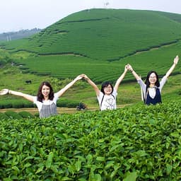 Tour 2N1Đ Hà Nội - Cao Nguyên Mộc Châu - Các Mùa Hoa - Đồi Chè Trái Tim - Chợ Pà Cò, Khởi Hành Thứ 7 Hàng Tuần