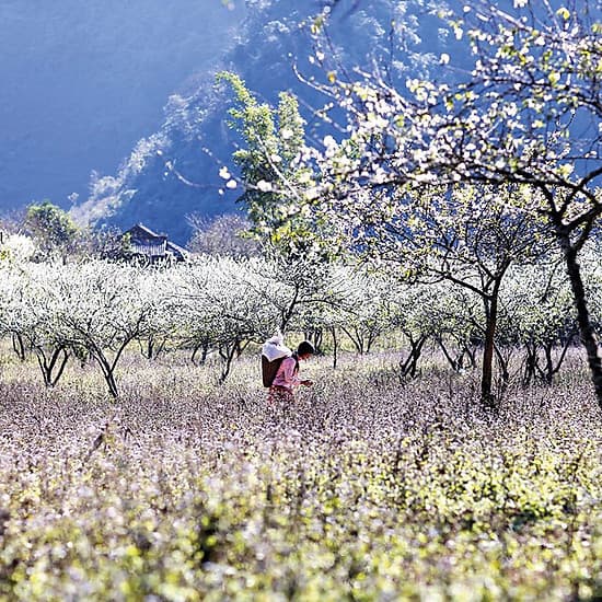 [Tour Tết] tham quan Hà Nội - Mộc Châu - Ninh Bình 4 ngày 3 đêm mùng 2 - 3- 4 Tết khởi hành tại thành phố Hồ Chí Minh bằng máy bay Vietjet Air