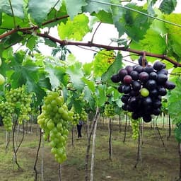Tour Bình Hưng - Lặn Ngắm San Hô 2N2Đ, Xe Giường Nằm, Khởi Hành Tối Thứ 6 Hàng Tuần & Dịp Lễ Tết