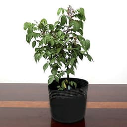 50 Chậu 30x25x24cm nhựa PE dẻo trồng cây bền từ 5 đến 10 năm-0277106