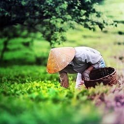 Tour 2N1Đ Hà Nội - Cao Nguyên Mộc Châu - Các Mùa Hoa - Đồi Chè Trái Tim - Chợ Pà Cò, Khởi Hành Thứ 7 Hàng Tuần