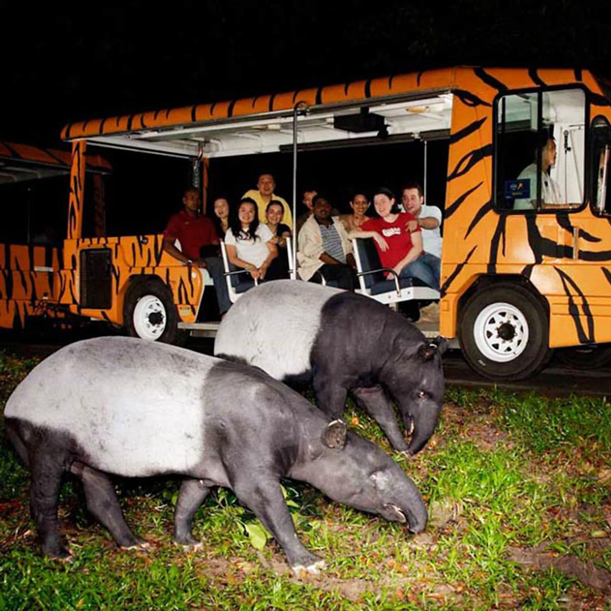 Vé Tham Quan Night Safari Singapore