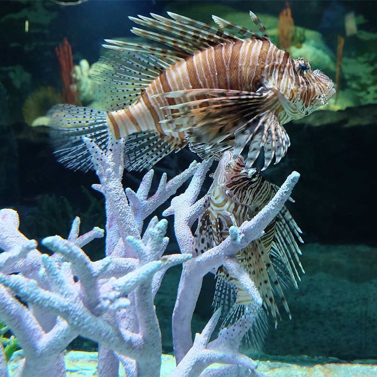 Vé Thủy Cung Underwater World Ở Pattaya, Thái Lan