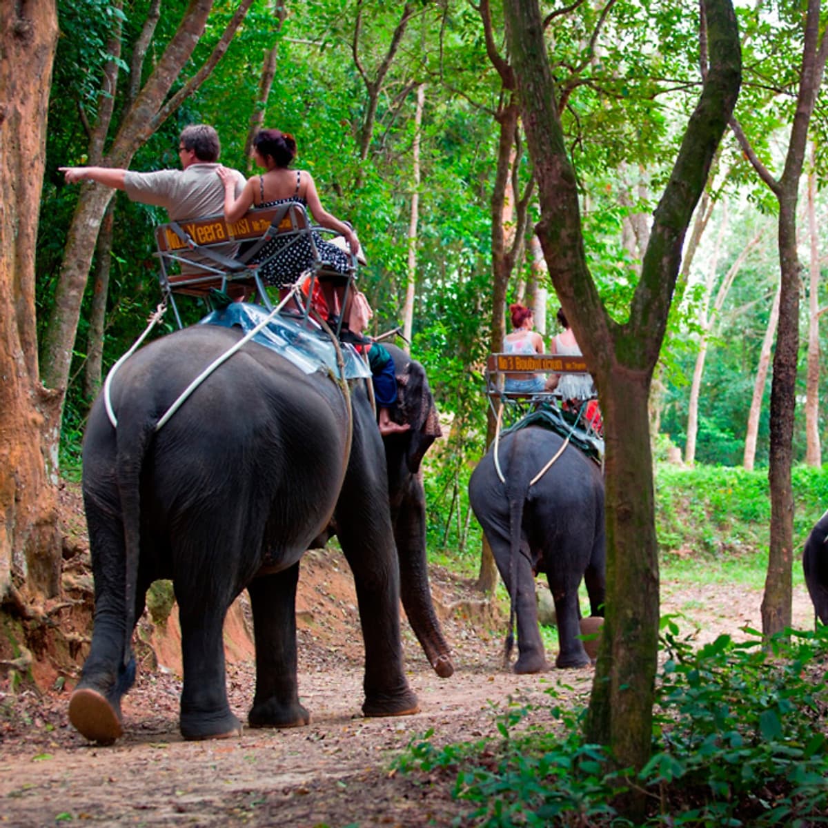 Vé Phuket Safari Gói D + Bữa Tối (14:30-19:00)