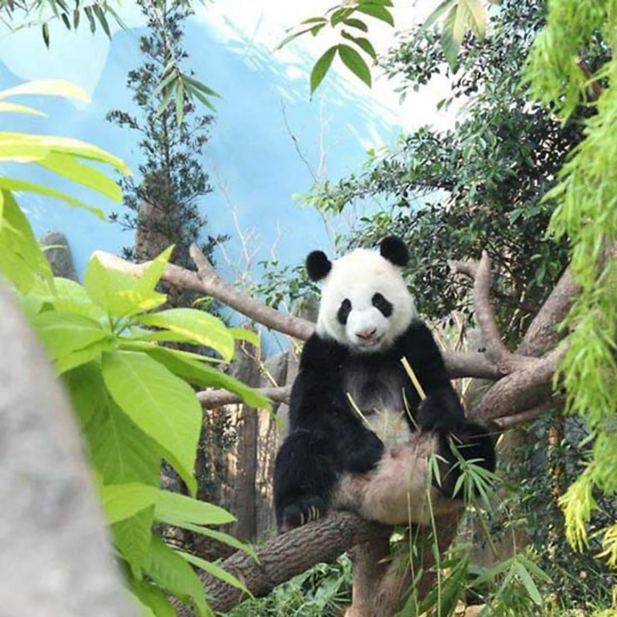 Vé Tham Quan River Safari Singapore