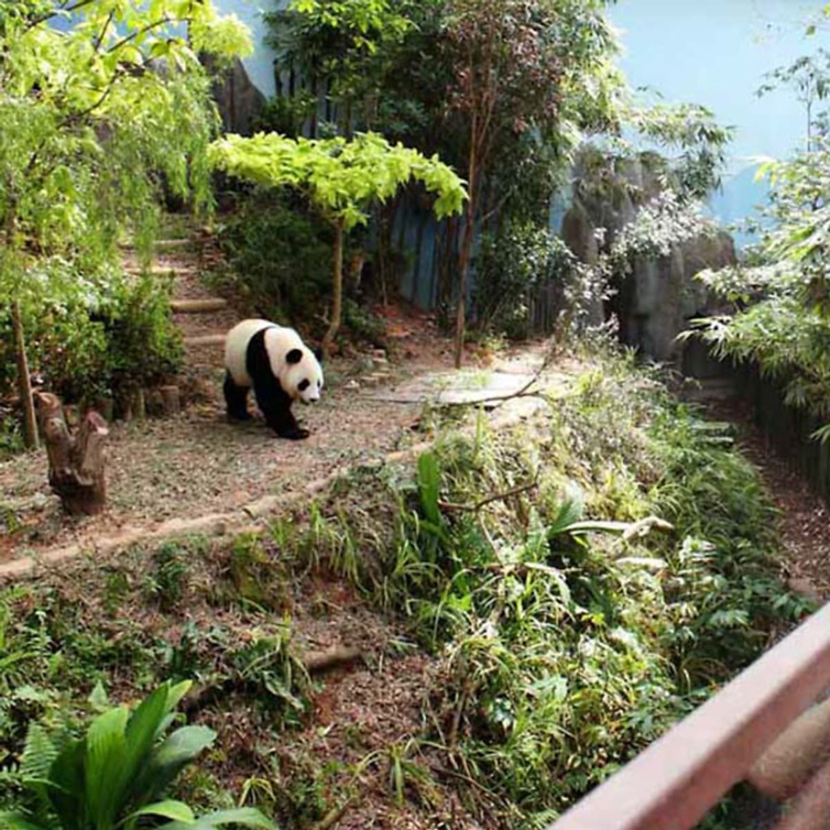 Vé Tham Quan River Safari Singapore