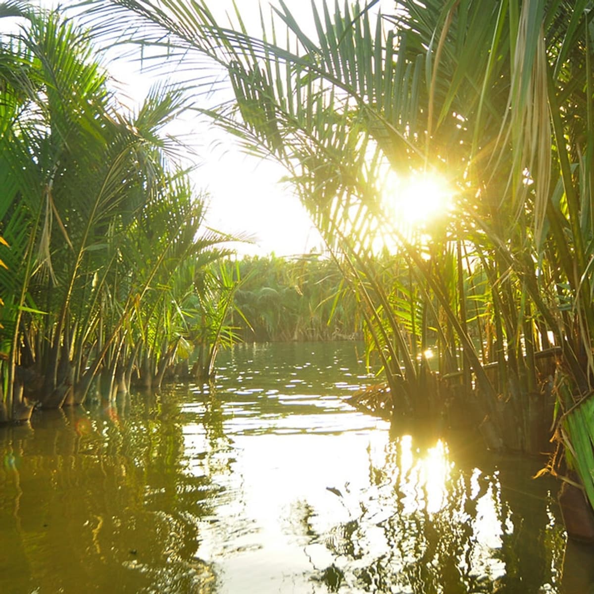Tour Rừng Dừa Bảy Mẫu - Phố Cổ Hội An 01 Ngày, Khởi Hành Hàng Ngày Từ Đà Nẵng