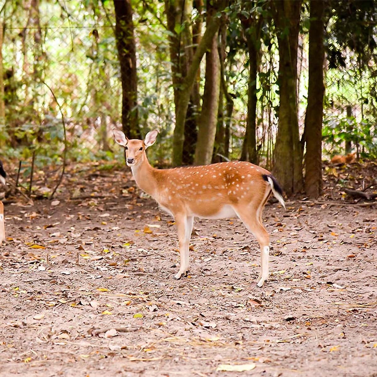Vé Tham Quan Làng Voi Pattaya, Thái Lan - Một Giờ Trekking Cùng Voi (10: 30 - 11:30)