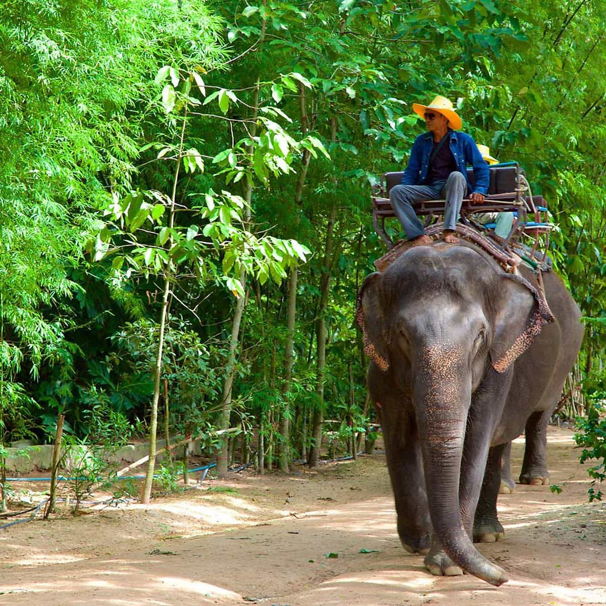 Vé Tham Quan Làng Voi Pattaya, Thái Lan - Một Giờ Trekking Cùng Voi (16:00 - 17:00)