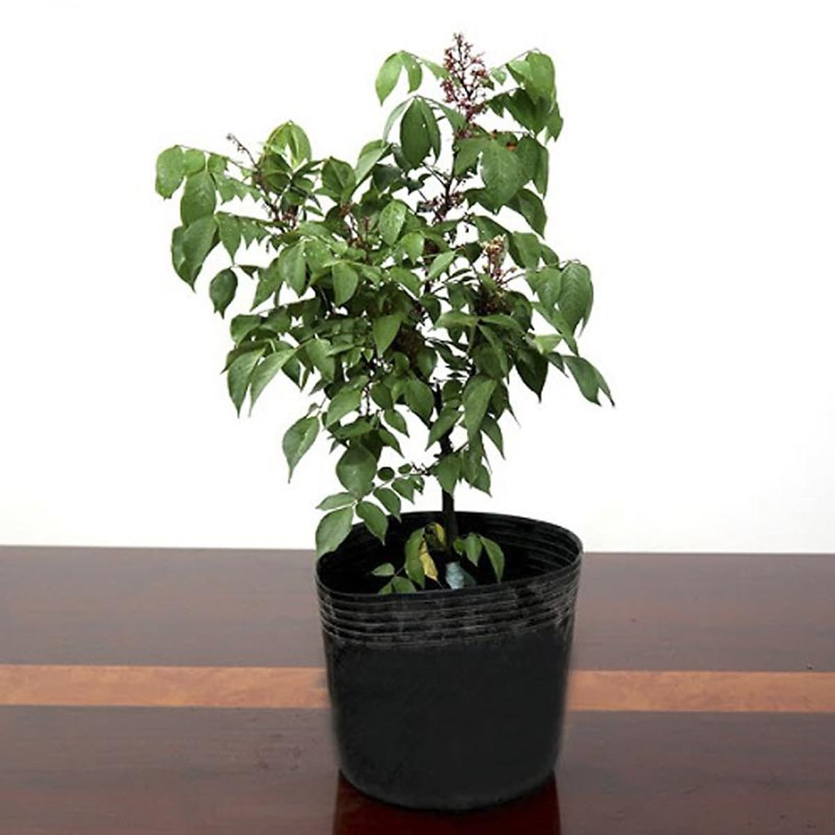 50 Chậu 30x25x24cm nhựa PE dẻo trồng cây bền từ 5 đến 10 năm-0277106