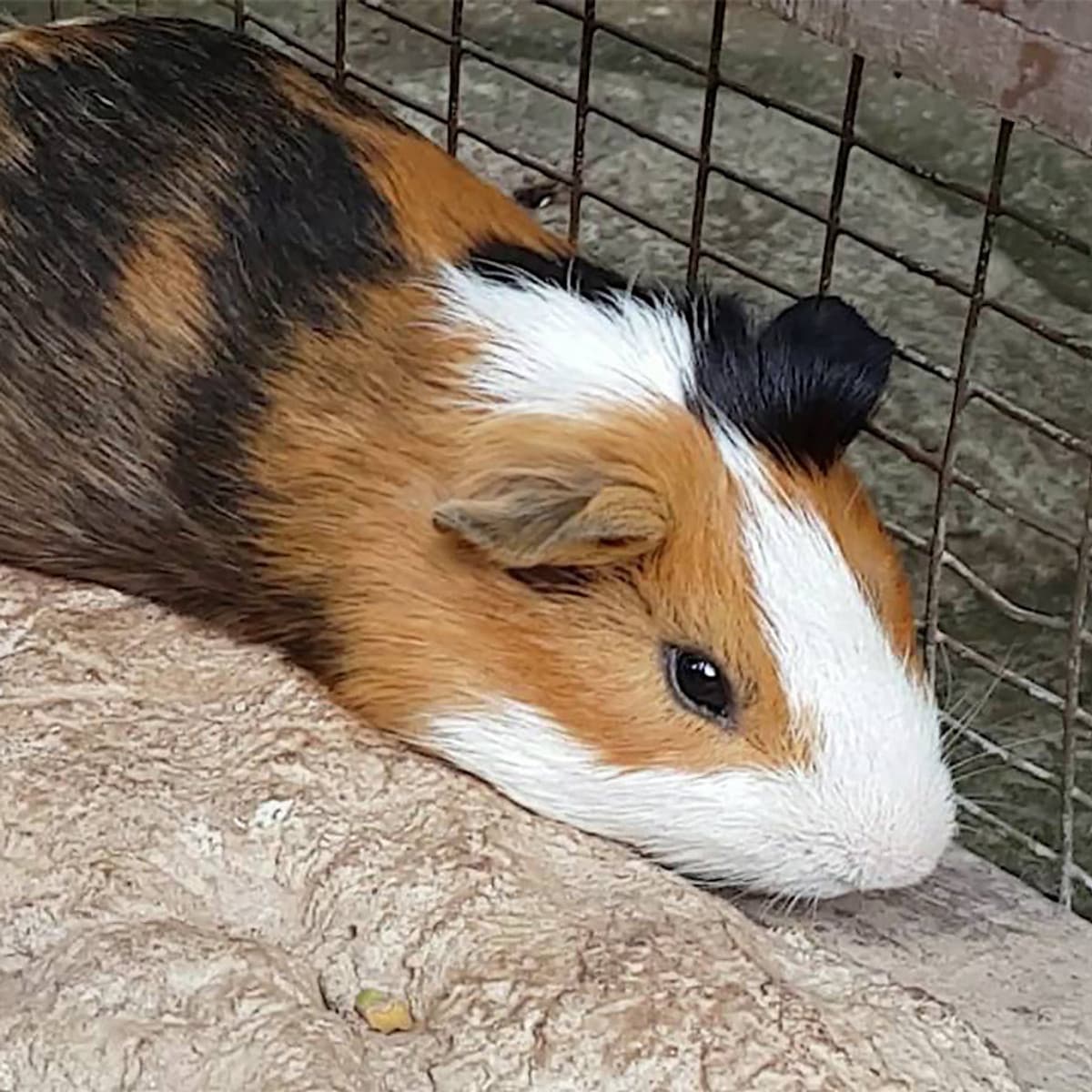 Vé Sở Thú KL Tower Mini Zoo, Kuala Lumpur