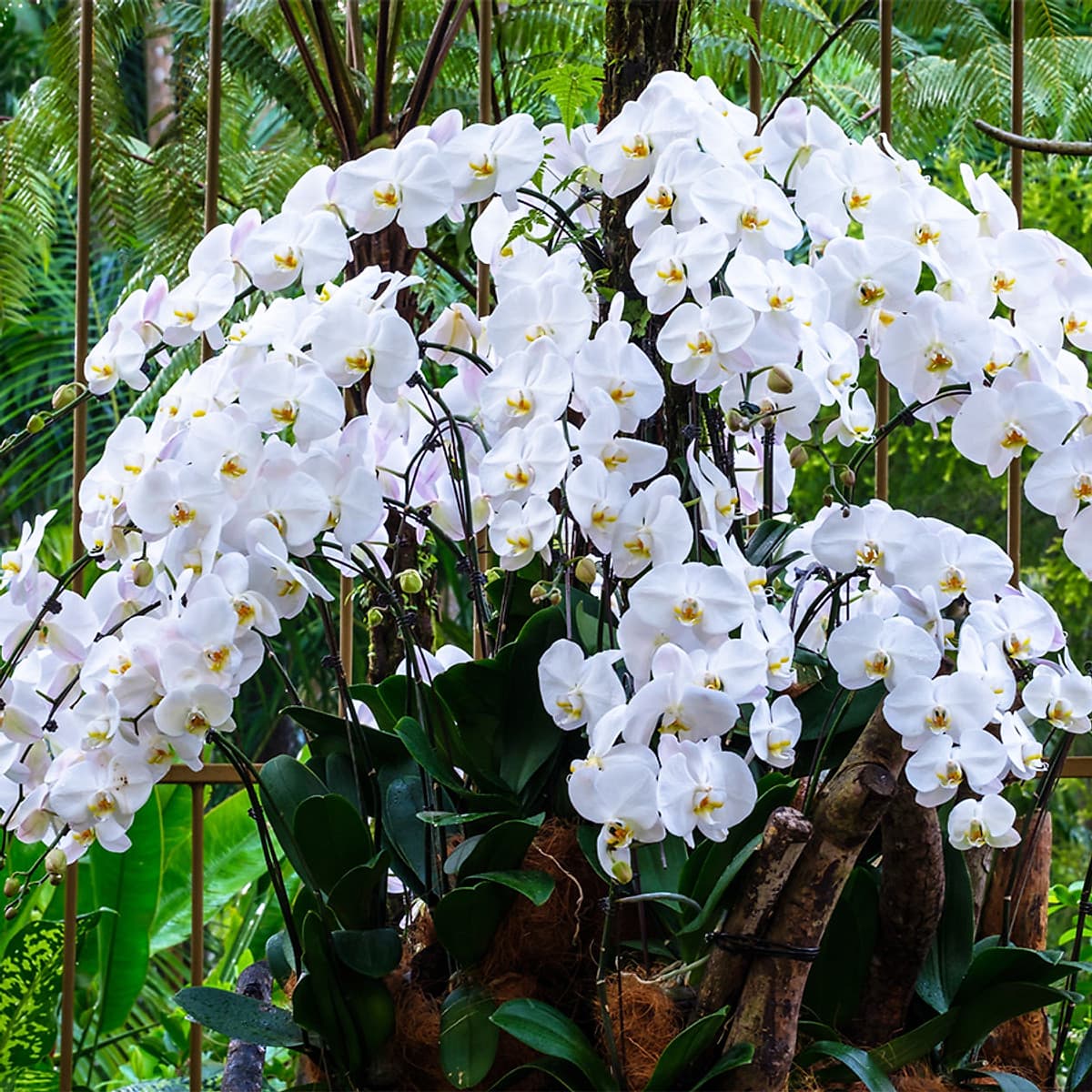 Vé Tham Quan Vườn Lan National Orchid Garden Ở Singapore