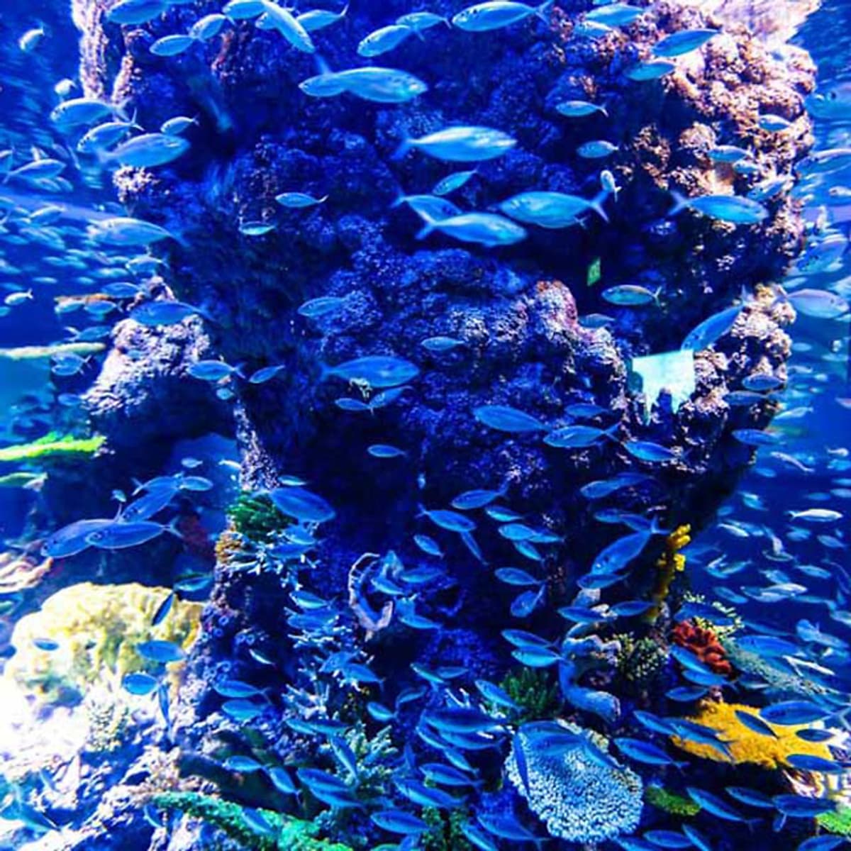 Vé Tham Quan Thủy Cung Sea Aquarium Singapore Tại Sentosa