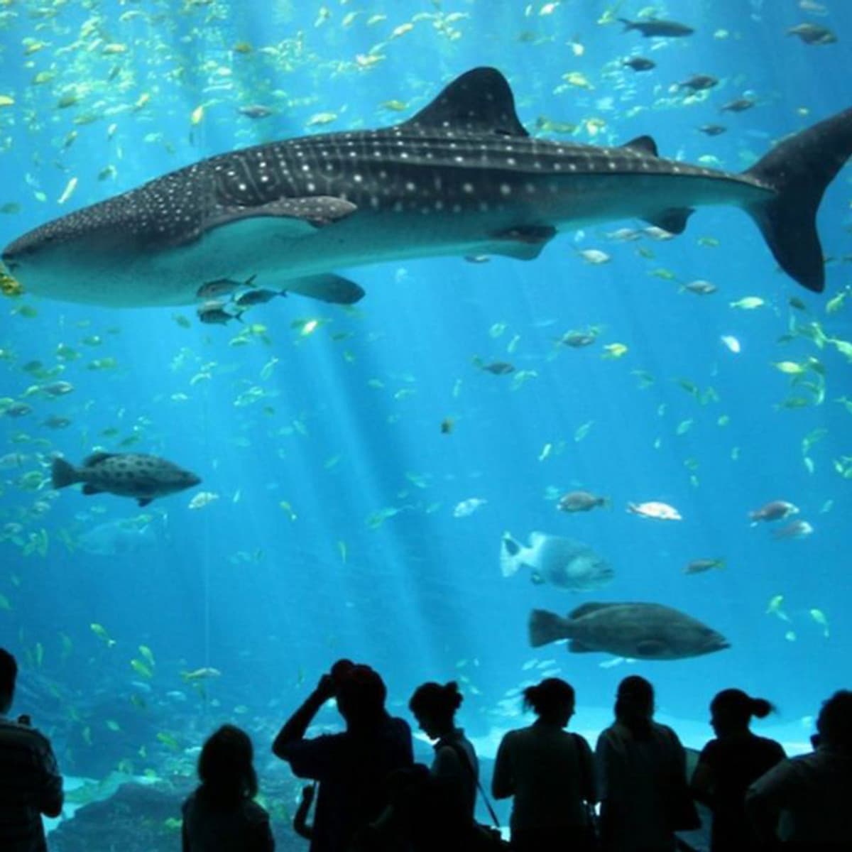 Vé Tham Quan Thủy Cung Sea Aquarium Singapore Tại Sentosa