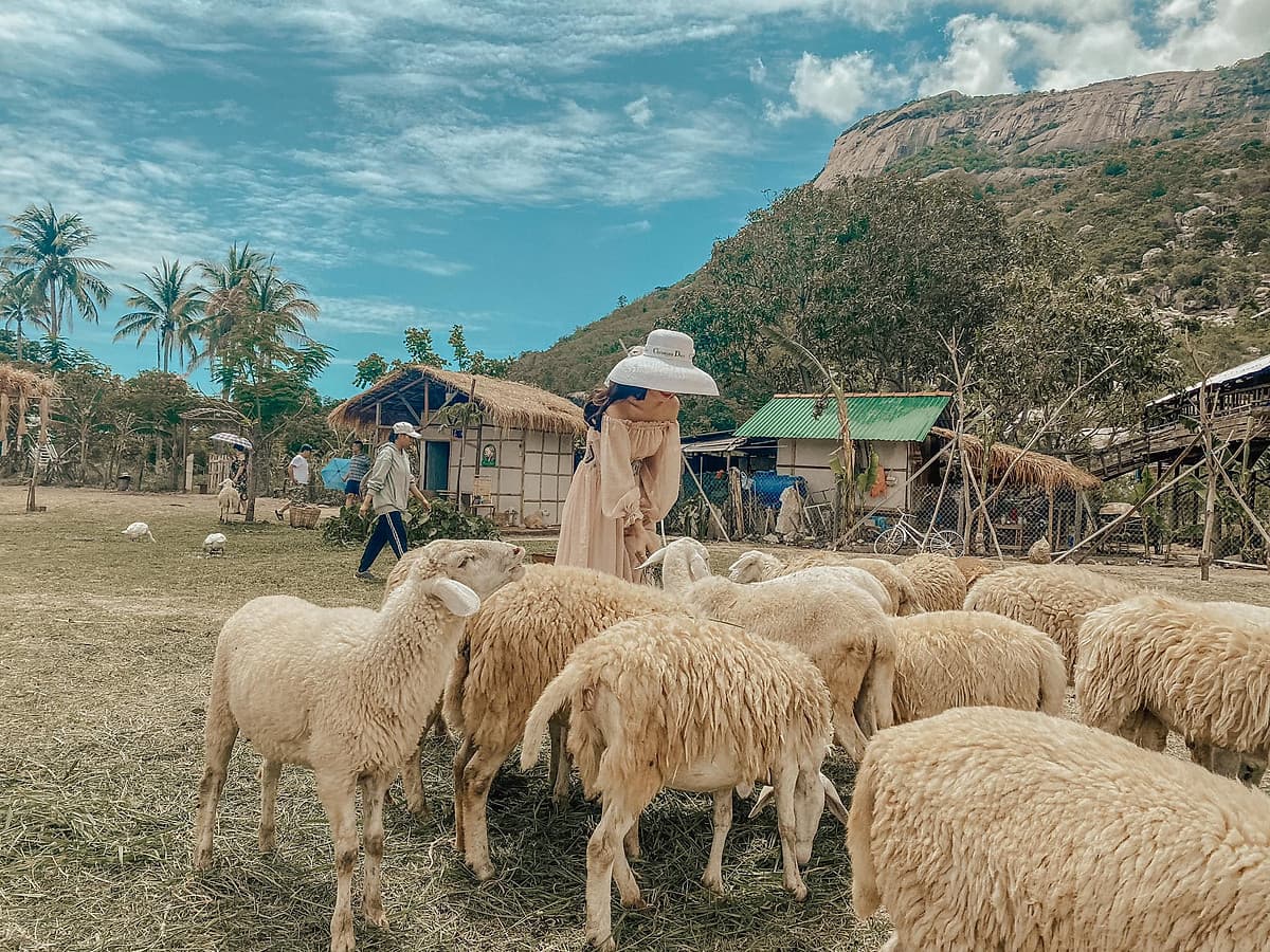 Combo Tour Đảo Yến Đông Tằm và Tour Hang Rái Vườn Nho Đồng Cừu