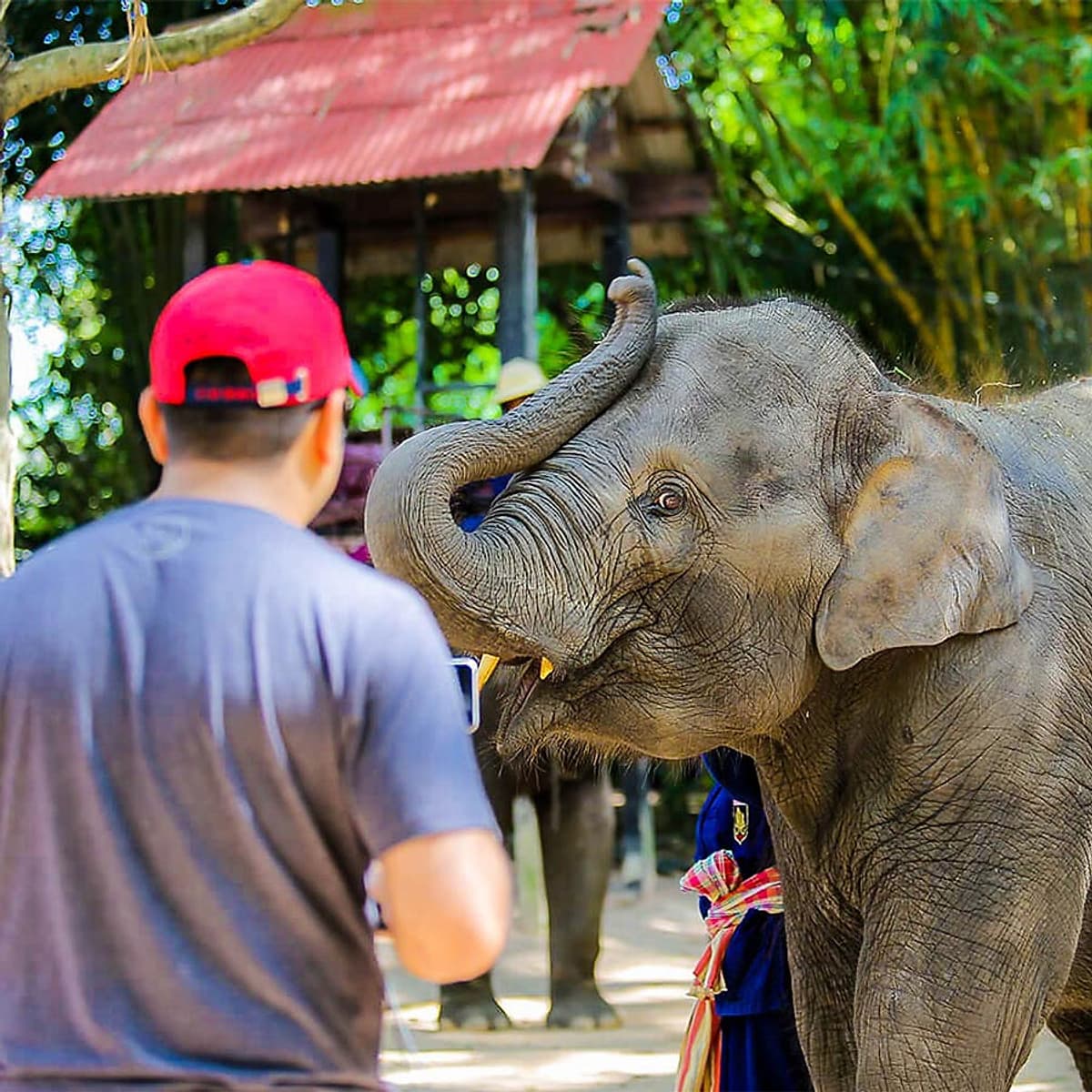 Vé Tham Quan Làng Voi Pattaya, Thái Lan - Một Giờ Trekking Cùng Voi (16:00 - 17:00)