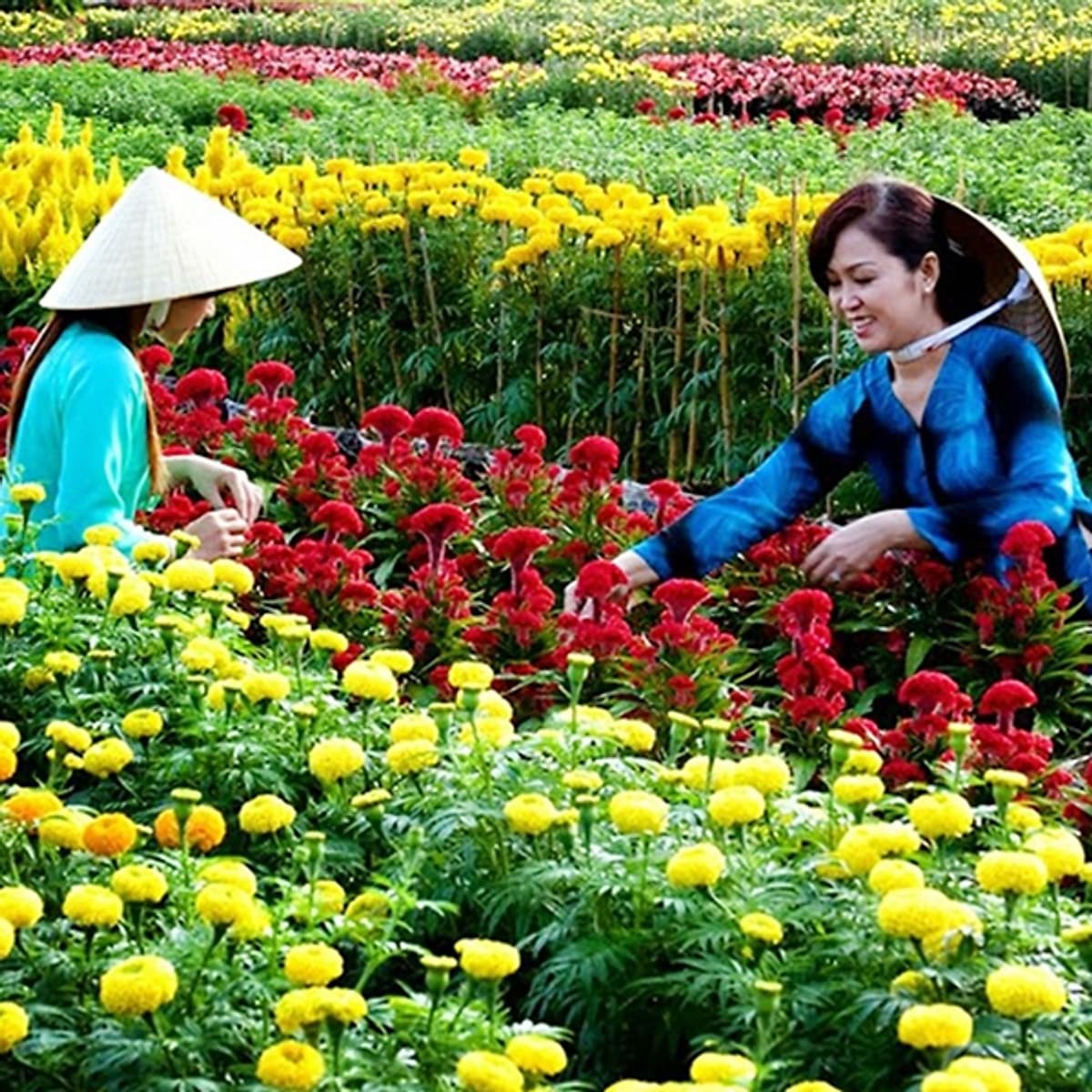 Tour Mùa Nước Nổi 2N1Đ: Cao Lãnh - Sa Đéc - Tràm Chim Tam Nông - Đồng Tháp Mười, Khởi Hành Thứ 7 & Dịp Lễ