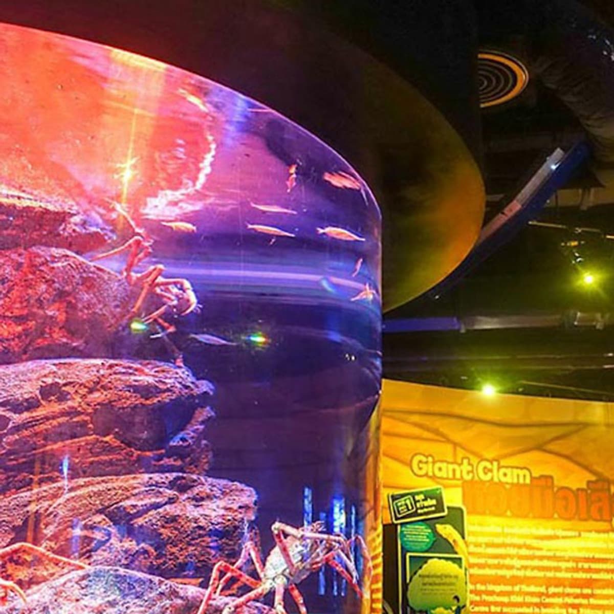 Combo Vé Bảo Tàng Sáp Madame Tussauds Bangkok Và Vé Thủy Cung Sea Life Bangkok