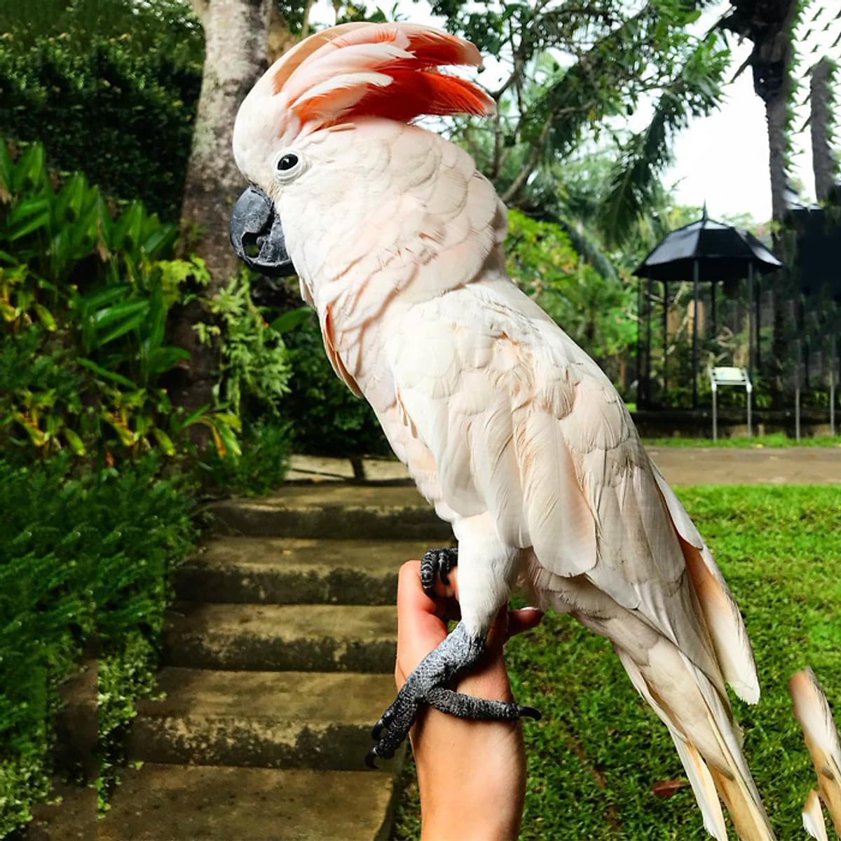 Vé Tham Quan Bali Bird Park, Indonesia