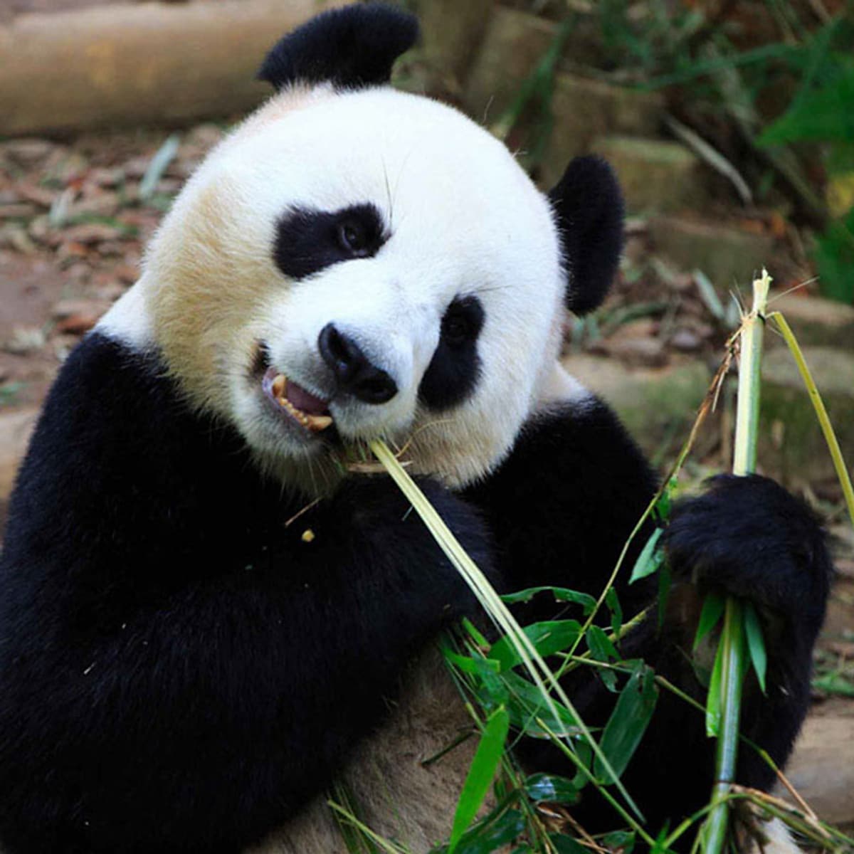 Vé Tham Quan Sở Thú Singapore - Singapore Zoo