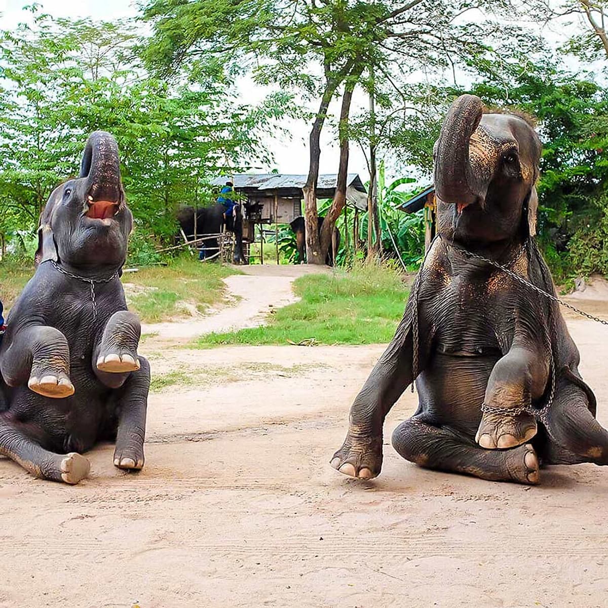 Vé Tham Quan Làng Voi Pattaya, Thái Lan - Một Giờ Trekking Cùng Voi (16:00 - 17:00)