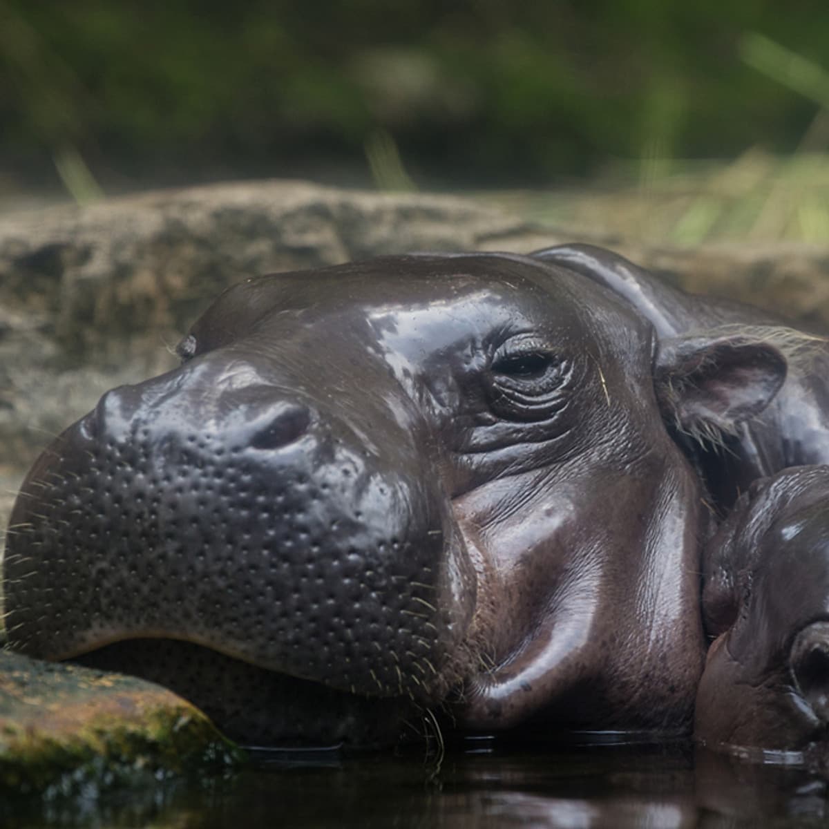 Vé Tham Quan Sở Thú Singapore - Singapore Zoo