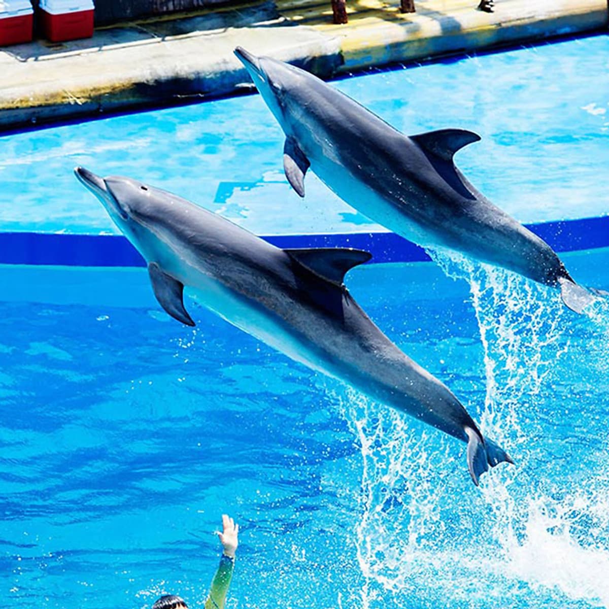 Vé Tham Quan Công Viên Ocean Park, Hong Kong