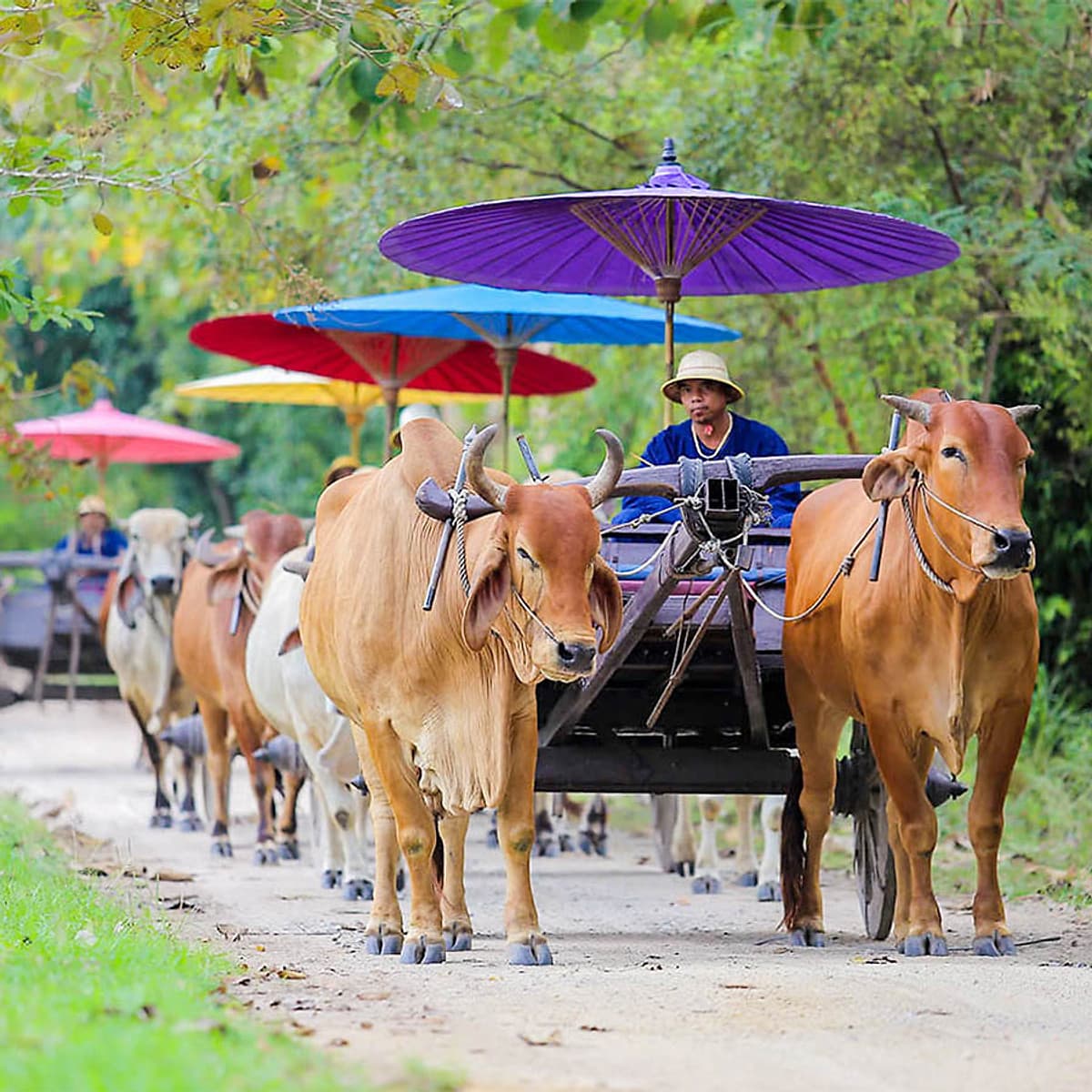 Vé Tham Quan Làng Voi Pattaya, Thái Lan - Một Giờ Trekking Cùng Voi (16:00 - 17:00)