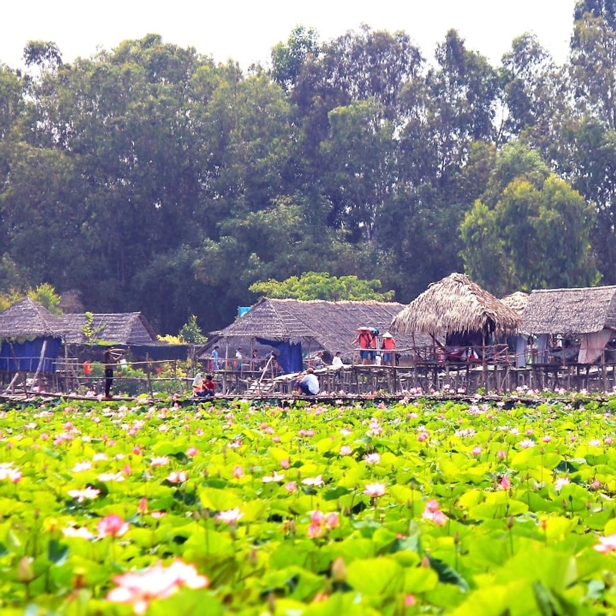 Tour Mùa Nước Nổi 2N1Đ: Cao Lãnh - Sa Đéc - Tràm Chim Tam Nông - Đồng Tháp Mười, Khởi Hành Thứ 7 & Dịp Lễ