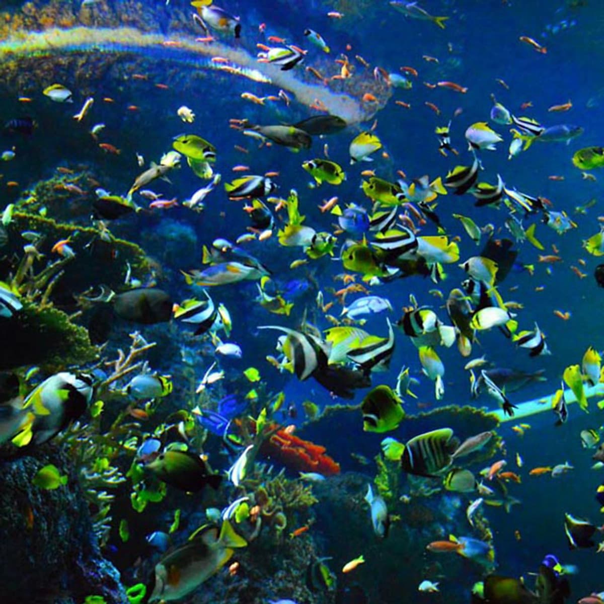 Vé Tham Quan Thủy Cung Sea Aquarium Singapore Tại Sentosa