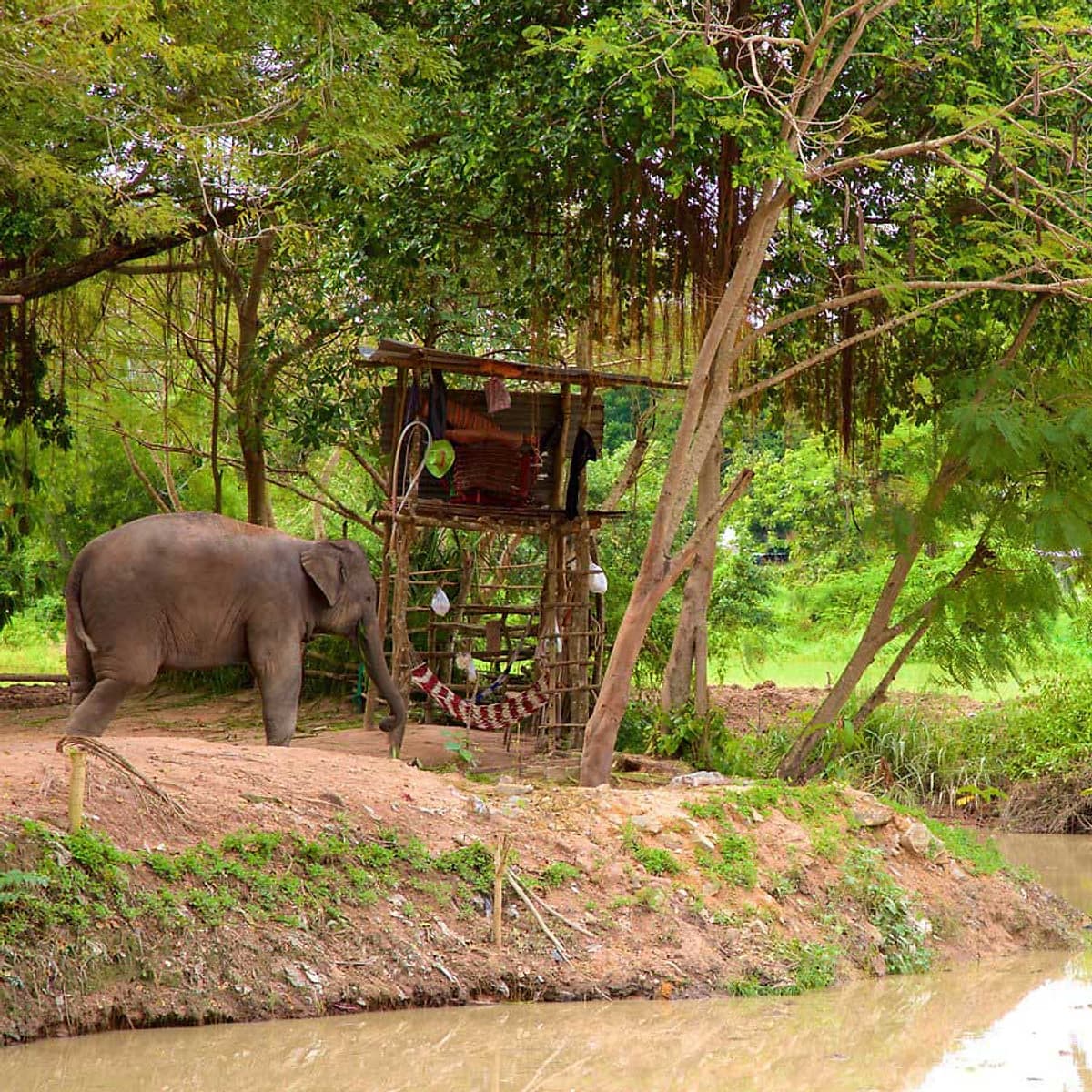 Vé Tham Quan Làng Voi Pattaya, Thái Lan - Một Giờ Trekking Cùng Voi (16:00 - 17:00)