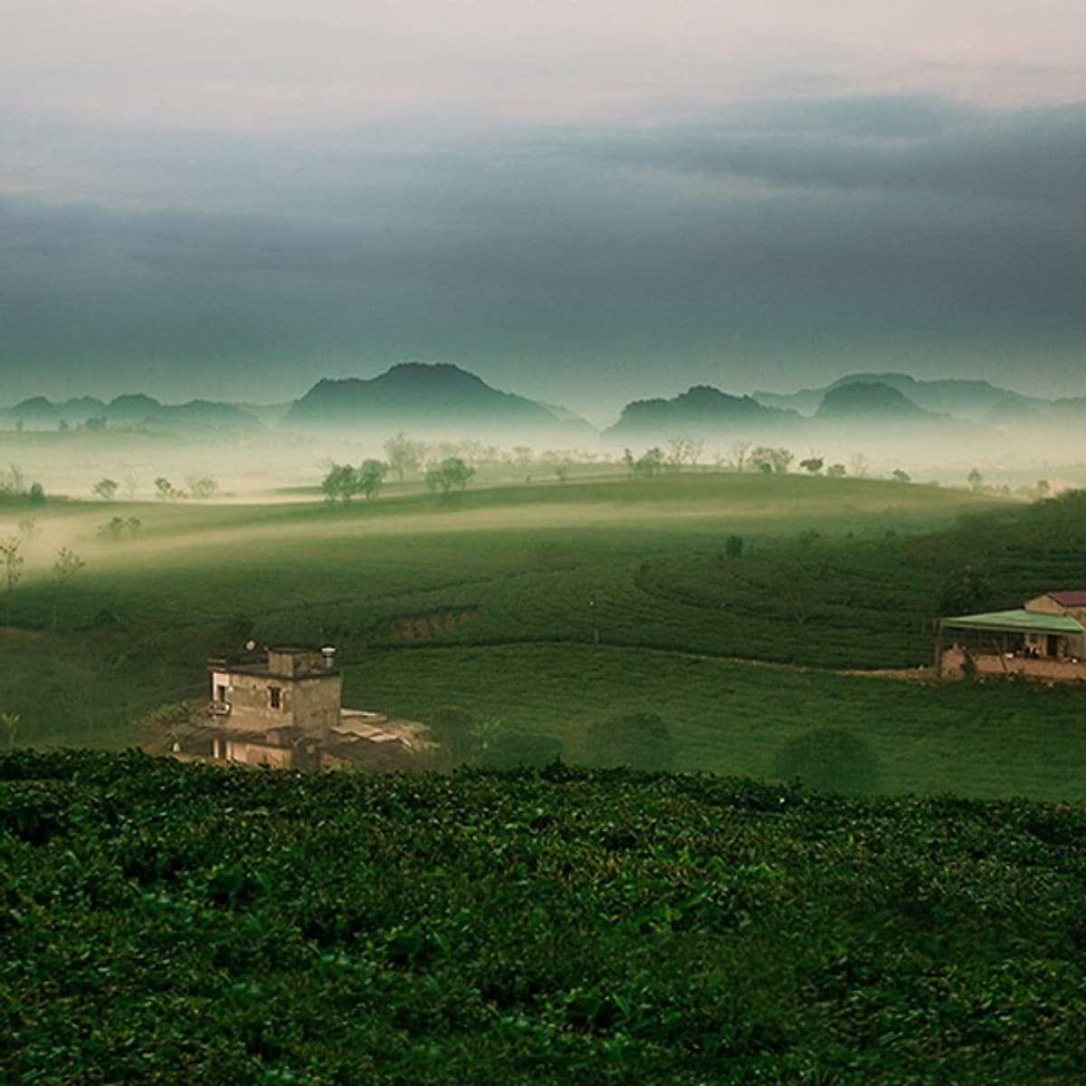 Tour 2N1Đ Hà Nội - Cao Nguyên Mộc Châu - Các Mùa Hoa - Đồi Chè Trái Tim - Chợ Pà Cò, Khởi Hành Thứ 7 Hàng Tuần