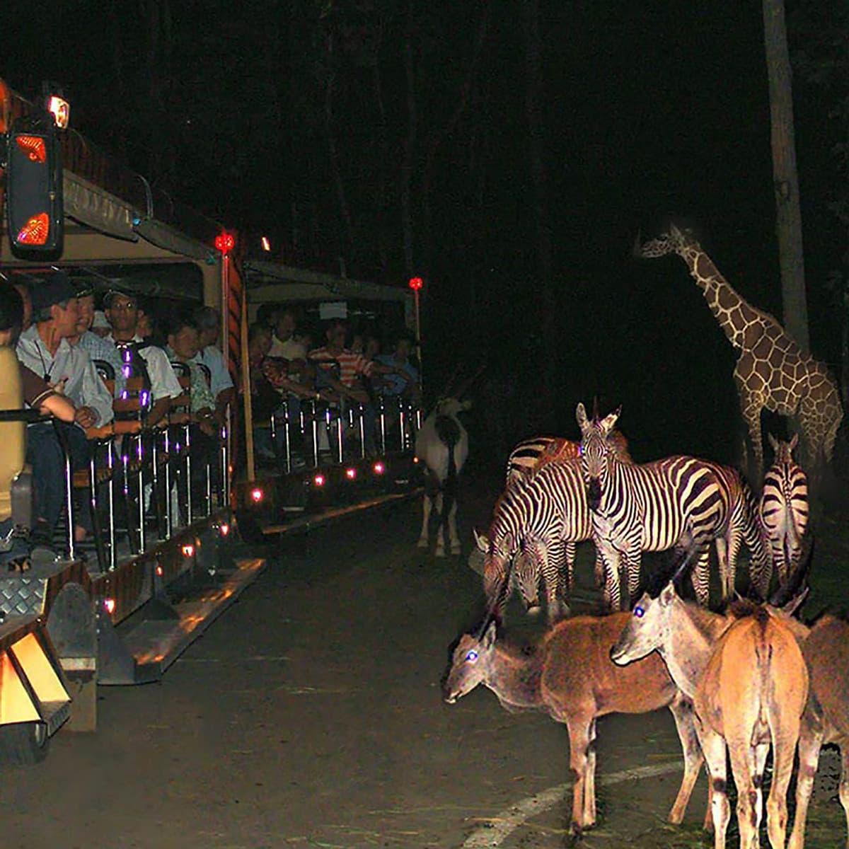 Vé Tham Quan Chiang Mai Night Safari, Thái Lan Night Safari Tour + Xe Đưa Đón