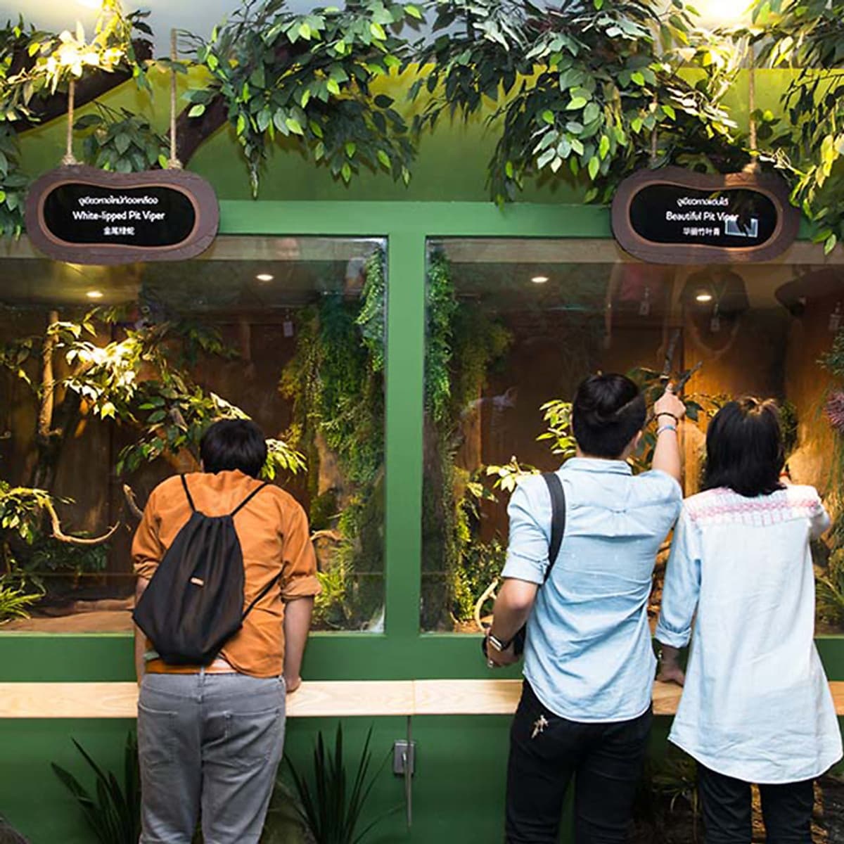 Vé Tham Quan Bảo Tàng Rắn Siam Serpentarium Ở Bangkok, Thái Lan