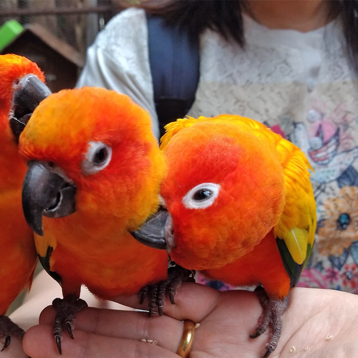 Vé Sở Thú KL Tower Mini Zoo, Kuala Lumpur