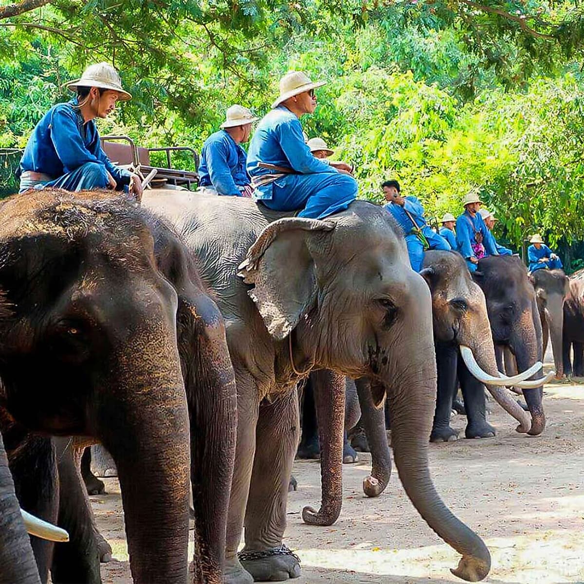 Vé Tham Quan Làng Voi Pattaya, Thái Lan - Một Giờ Trekking Cùng Voi (10: 30 - 11:30)