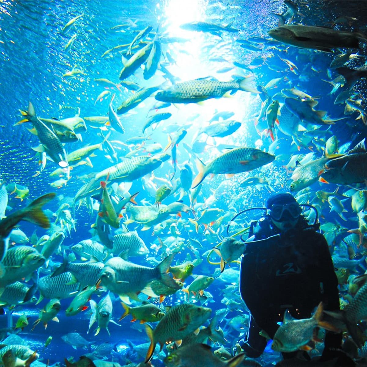 Vé Tham Quan Chiang Mai Zoo Aquarium, Thái Lan