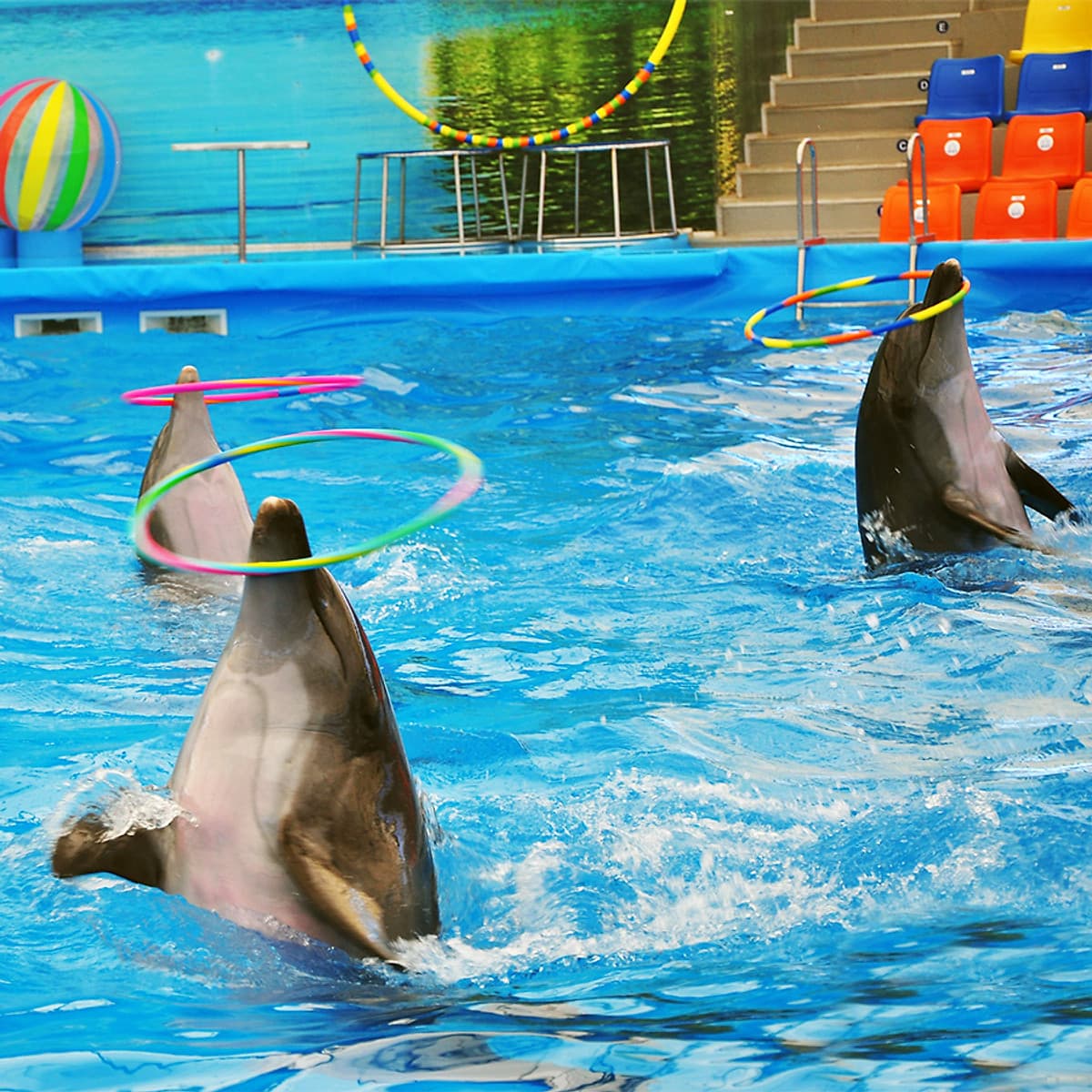 Vé Dolphins Bay Nemo Phuket, Thái Lan - Ghế Thường