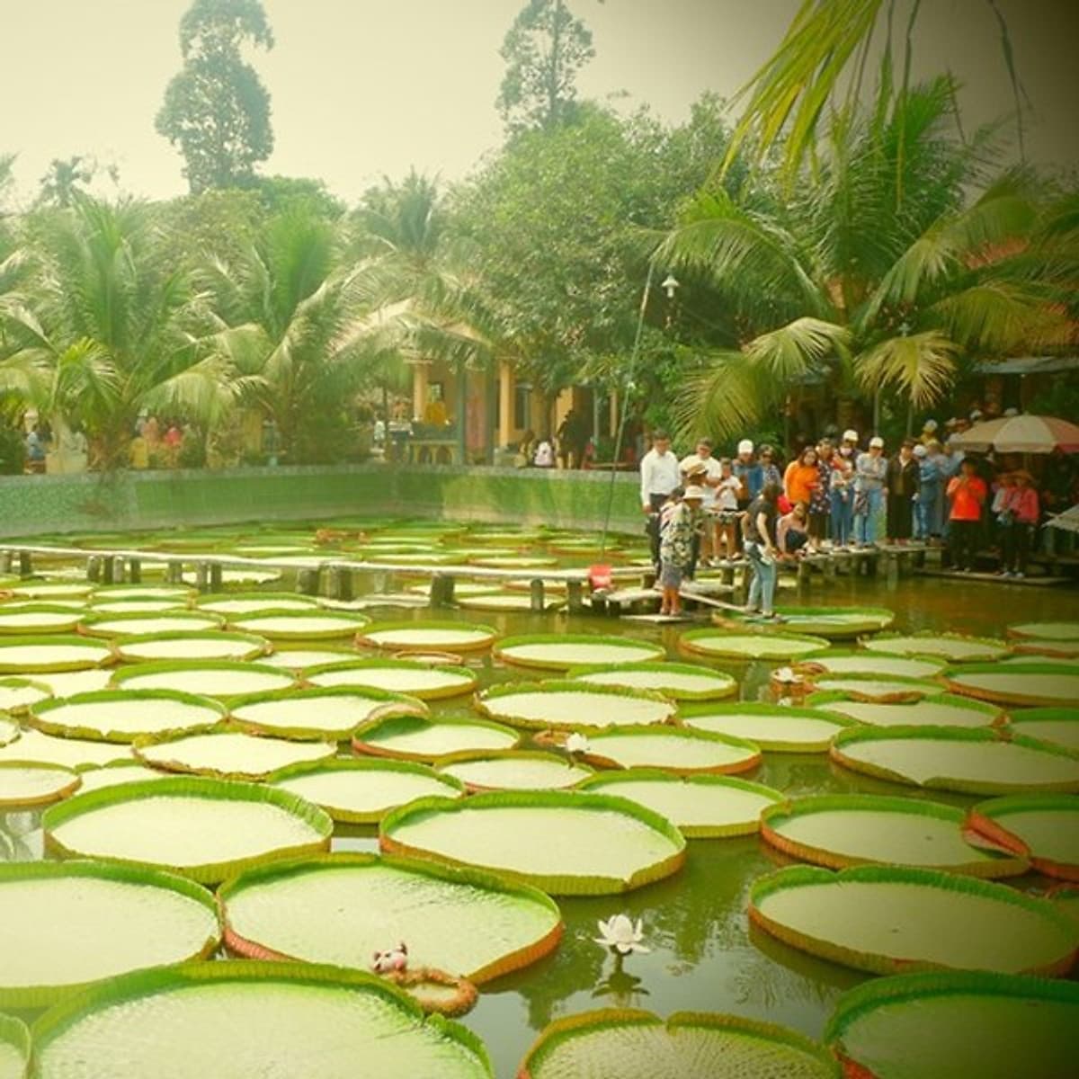 Tour Mùa Nước Nổi 2N1Đ: Cao Lãnh - Sa Đéc - Tràm Chim Tam Nông - Đồng Tháp Mười, Khởi Hành Thứ 7 & Dịp Lễ