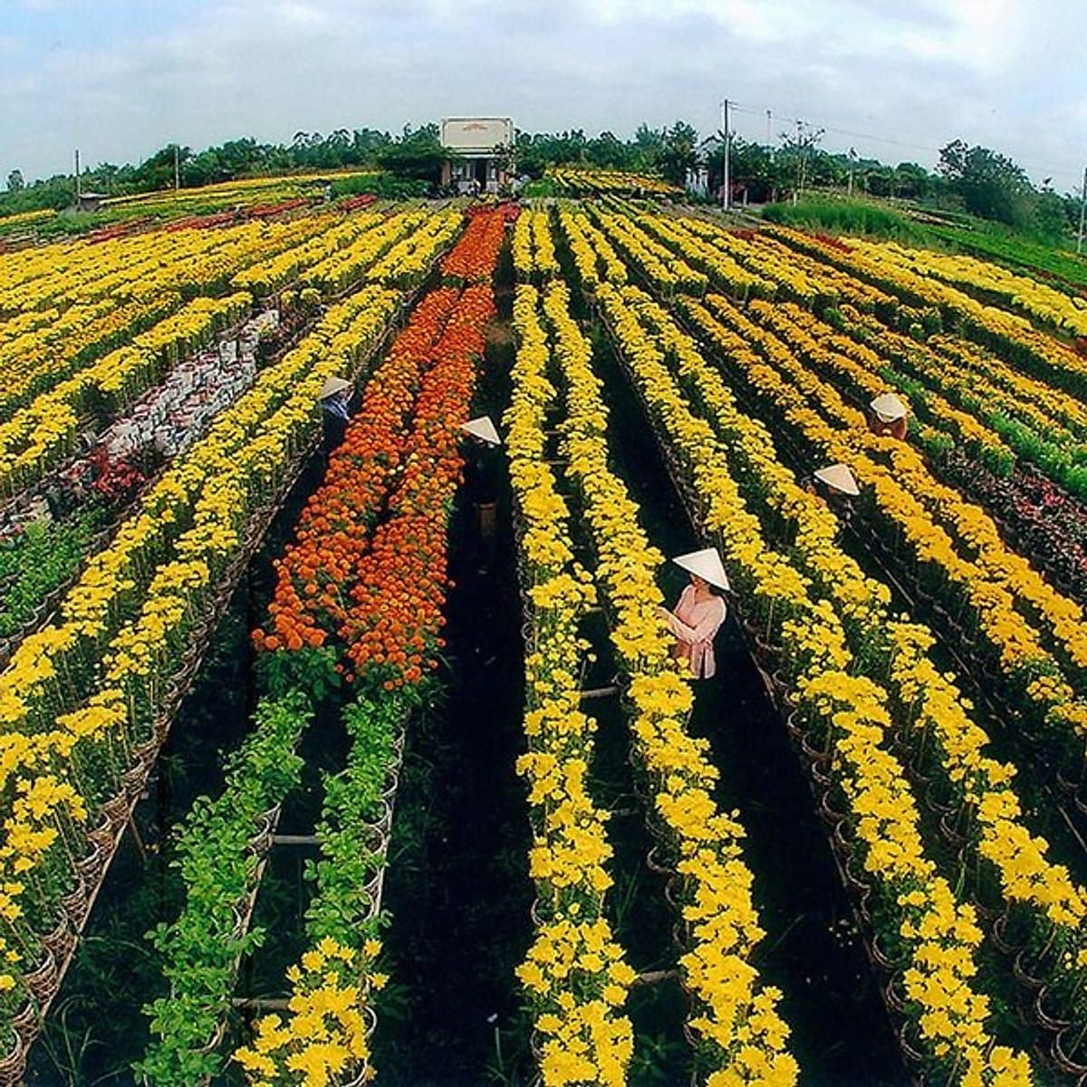 Tour Mùa Nước Nổi 2N1Đ: Cao Lãnh - Sa Đéc - Tràm Chim Tam Nông - Đồng Tháp Mười, Khởi Hành Thứ 7 & Dịp Lễ