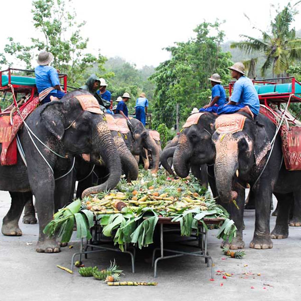 Vé Phuket Safari Gói D + Bữa Tối (14:30-19:00)