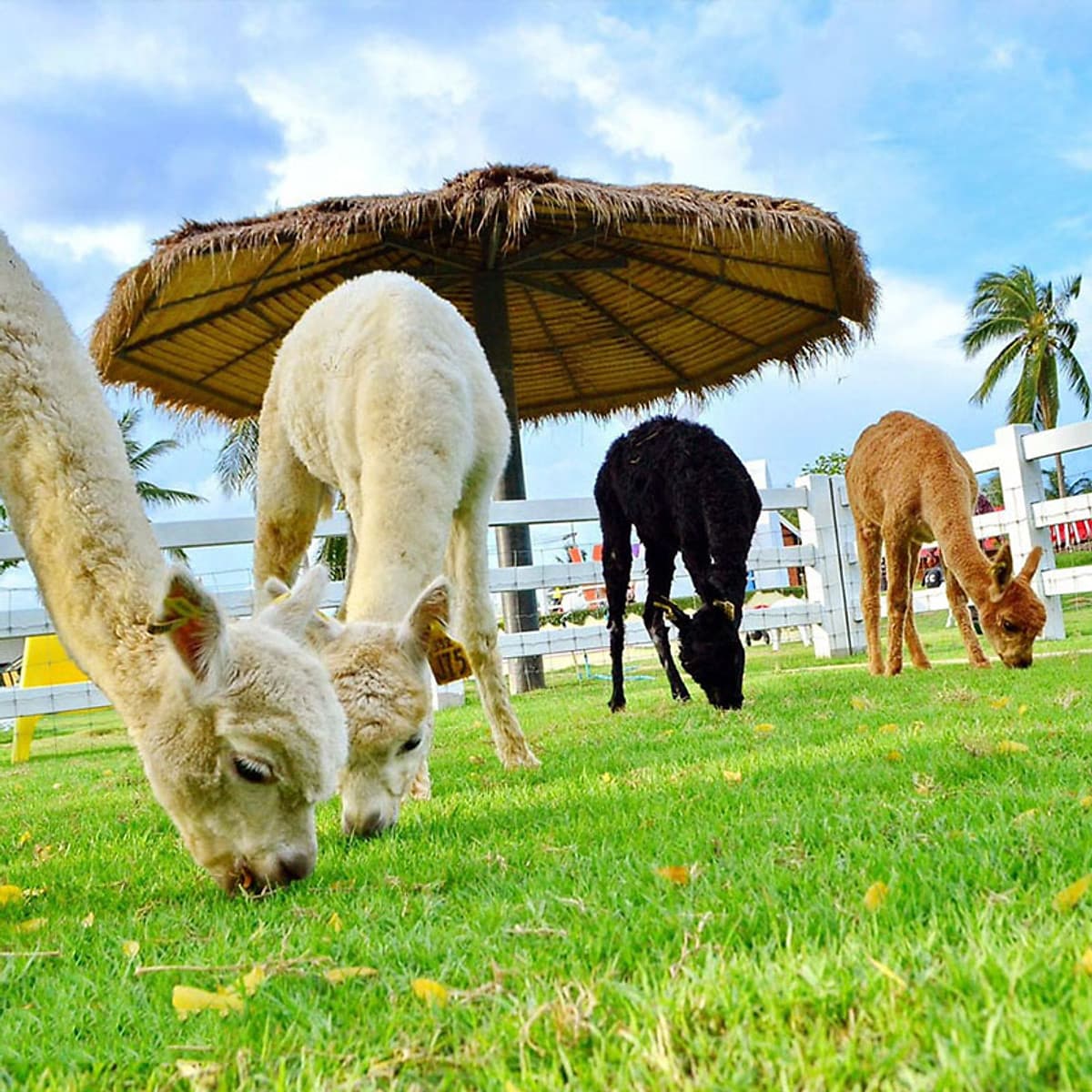 Vé Nông Trại Cừu Swiss Sheep Farm Pattaya