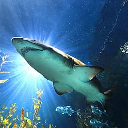 Combo Vé Bảo Tàng Sáp Madame Tussauds Bangkok Và Vé Thủy Cung Sea Life Bangkok