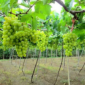 [Tour Tết] Tour tham quan Ninh Chữ - vịnh Vĩnh Hy 3 ngày 2 đêm khởi hành mùng 2 và 3 Tết (13 và 14/2/2020)  tại thành phố Hồ Chí Minh bằng xe du lịch 7-16-29-45 chỗ
