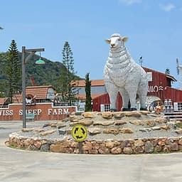Vé Nông Trại Cừu Swiss Sheep Farm Pattaya