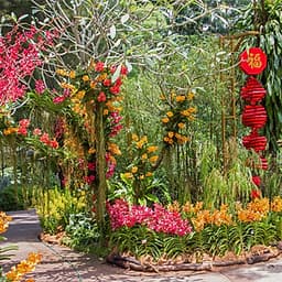 Vé Tham Quan Vườn Lan National Orchid Garden Ở Singapore