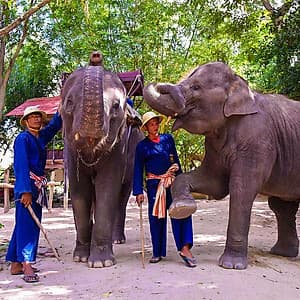 Vé Tham Quan Làng Voi Pattaya, Thái Lan - Một Giờ Trekking Cùng Voi (16:00 - 17:00)