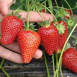 Bộ 1 gói Hạt giống dâu tây đỏ chịu nhiệt