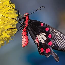 Vé Tham Quan Butterfly Park & Insect Kingdom Singapore