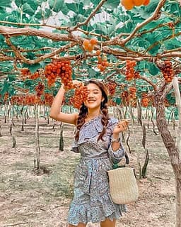 Combo Tour Đảo Yến Đông Tằm và Tour Hang Rái Vườn Nho Đồng Cừu
